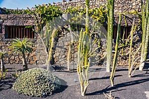 Cactus garden, Lanzarote, Canary Islands, Spain