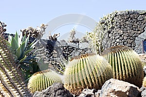 Cactus garden, Lanzarote, Canary Islands, Spain.