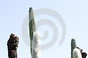 Cactus garden, Lanzarote, Canary Islands, Spain.