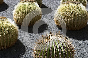 Cactus garden, Lanzarote, Canary Islands, Spain.