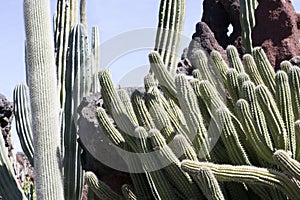 Cactus garden, Lanzarote, Canary Islands, Spain.