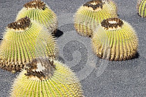 Cactus garden, Lanzarote, Canary Islands, Spain.