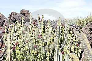 Cactus garden, Lanzarote, Canary Islands, Spain.