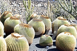 Cactus garden, Lanzarote, Canary Islands, Spain.