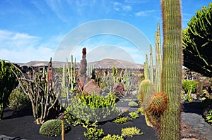 Cactus Garden in Lanzarote, Canary Islands, Spain