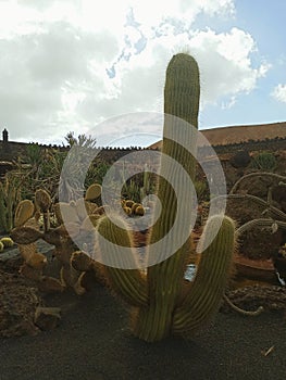 Cactus garden in Lanzarote island Canarias Spain photo