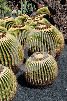 Cactus Garden, Lanzarote, Spain