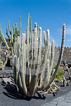 Cactus Garden, Lanzarote, Spain