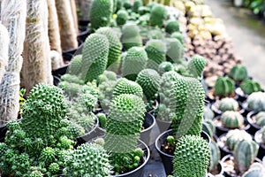 Cactus garden with Mammillaria spinosissima cv. \'Un Pico\' and other cactus