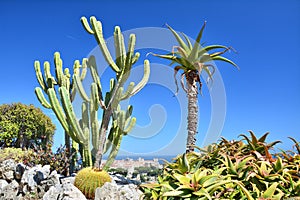 Cactus garden with Monaco landmark