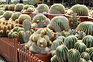 Cactus garden