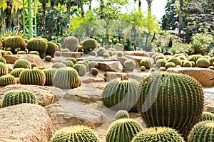 Cactus garden
