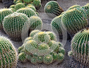 Cactus garden, Palm Desert