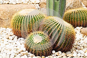 Cactus in garden, park with small white pebbles. light green skin Numerous thorns.