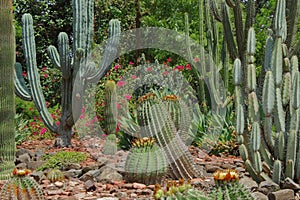 Cactus garden sailana palace, sailana , madhya pradesh, India