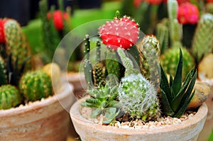 Cactus in garden tray