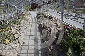 Cactus garden in UBC botanical garden photo