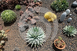 Cactus garden with variuos cacti plants and succulents