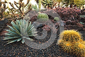 Cactus garden with variuos cacti plants and succulents