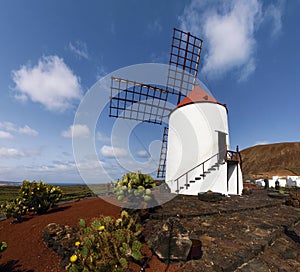 The Cactus garden, windmill