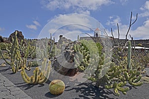 Cactus garden with a windmill on the hill - Lanzarote