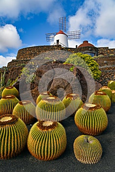 Cactus garden with windmill in Lanzarote, Canary Islands, Spain