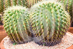 Cactus gardening in pots,Pattern from cactus