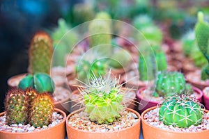 Cactus in the glass house