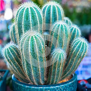 Cactus in the glass house