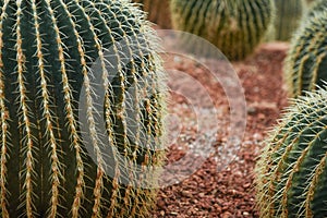 The Cactus that gleamed photo