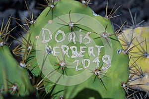 Cactus, graffiti, plant, craved,