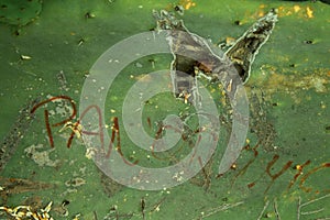 A Cactus with graffiti craved into it