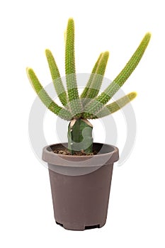 Cactus graft in a black pot isolated on white background