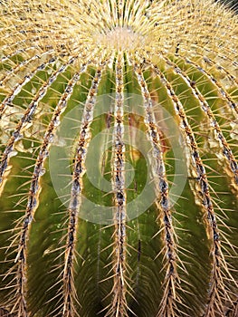 Cactus on Gran Canaria island, Spain photo