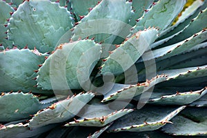 Cactus photo