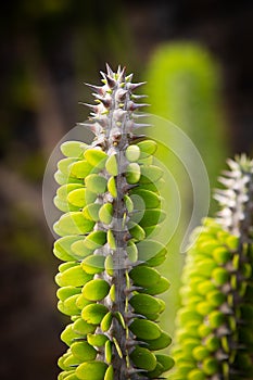 Cactus with green leaves and thorns