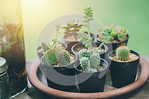 Cactus green plant botany home decoration small in pot