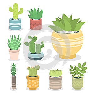 Cactus green plant cactaceous home nature cacti vector illustration of tree with flower