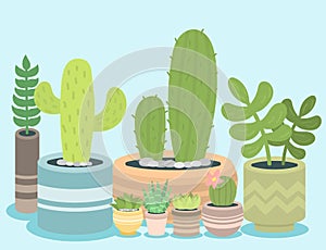 Cactus green plant cactaceous home nature cacti vector illustration of tree with flower