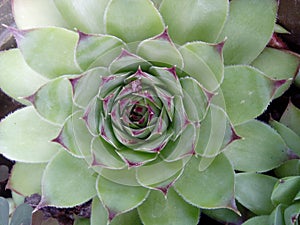 Cactus green plant flower garden