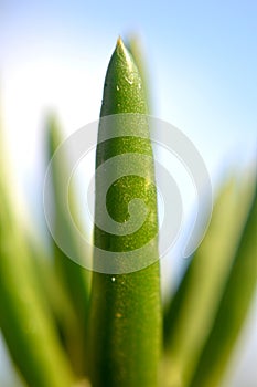 Cactus green plant nature garden macro photo