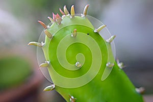 Cactus green plant nature garden macro photo