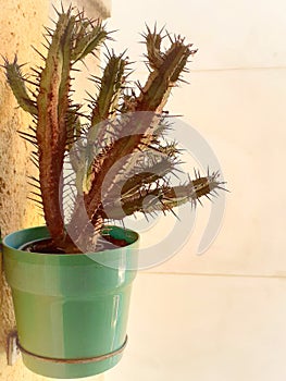 Cactus in a green pot.