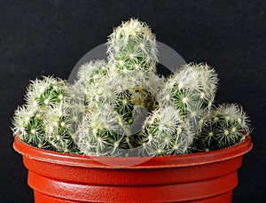 Cactus, green, with several thorny offsets photo