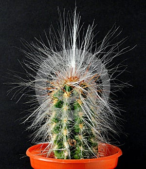 Cactus, green, tall, with long white hairs sprouting. photo