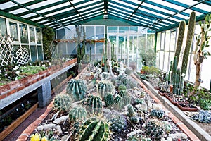 Cactus greenhouse