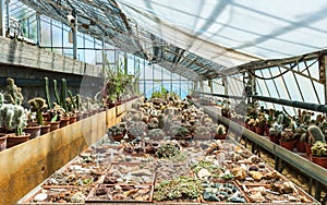 Cactus in a greenhouse in the garden of exotic plants Pallanca in Bordighera, Italy. photo