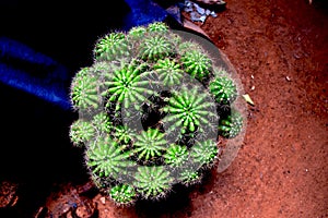 Cactus greeny. spiny cactus. spiny. barrel