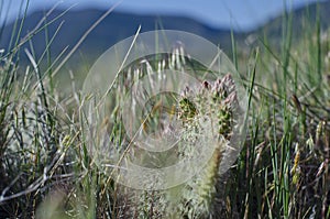 Cactus on the ground in the desert grassland