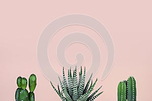 Cactus group on patel pink background photo
